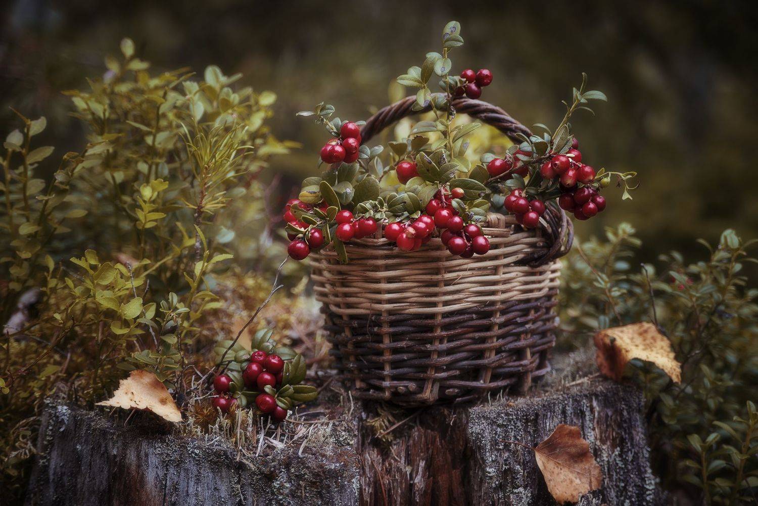брусника осень натюрморт, Елена Зимацкая