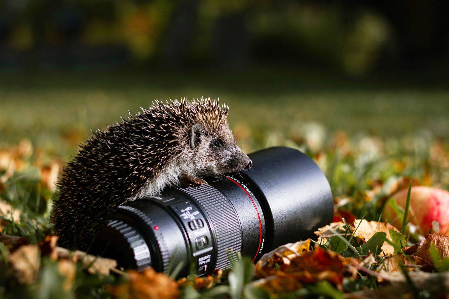 , Александра Юсупова