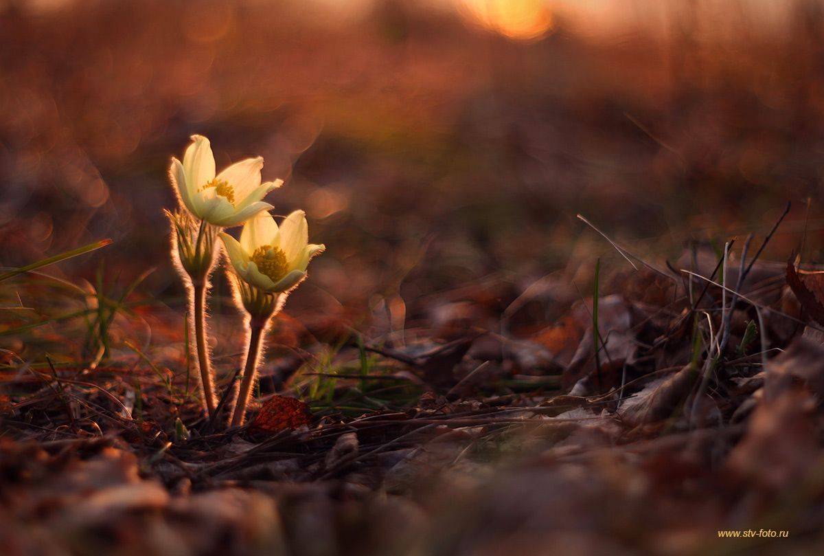 природа, весна, подснежник, прострел, вечер, закат, сон-трава, цветы, Sokolova Tatiana