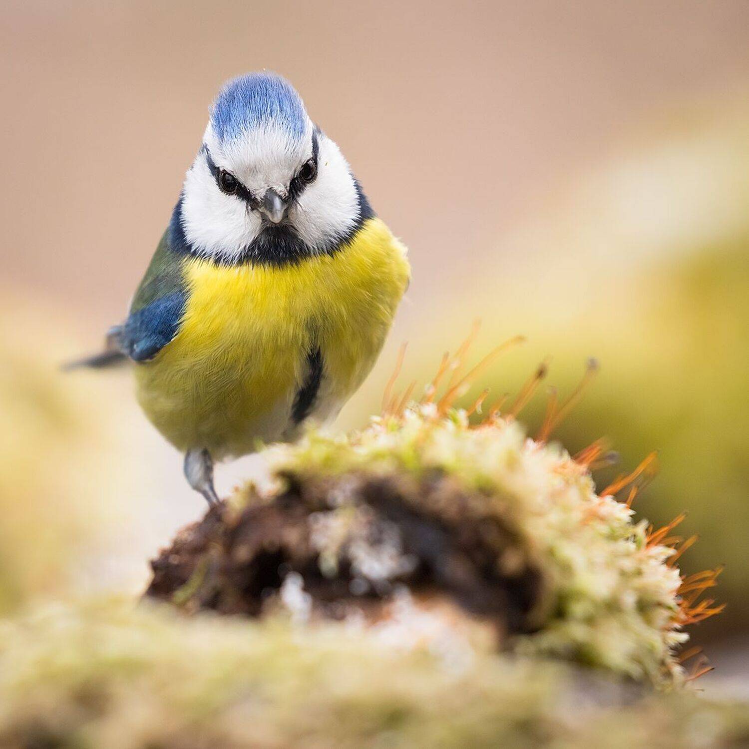 , Robert Adamec