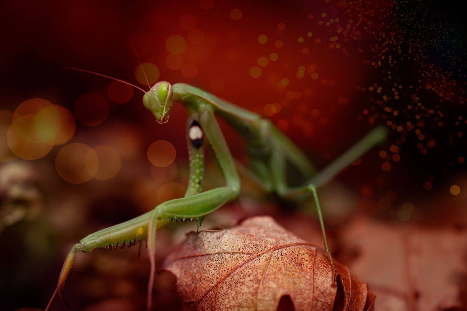 , Тодор Божков