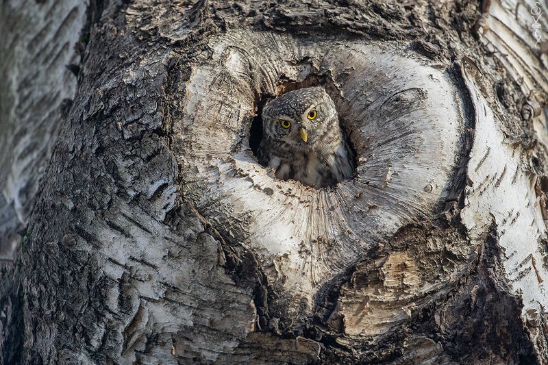 воробьиный сыч купидон фото превью