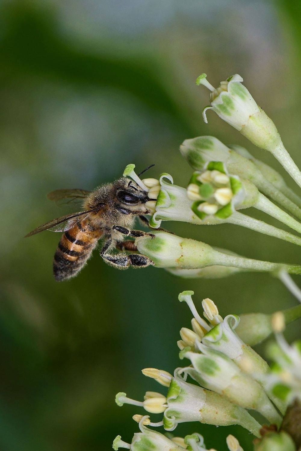 denis moura, mogi das cruzes, brasil, bee, Moura Denis