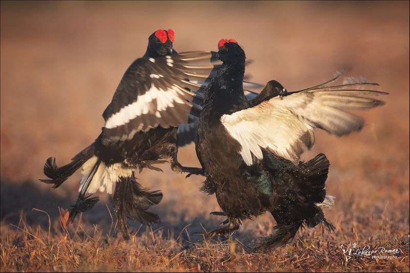 * * * фото превью