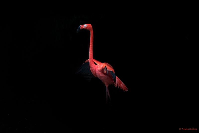 flamenco style,flamingo,flamenco,bird,animal,birds,animals,mood,flamingo,flamingos,caribbean flamingo,птицы,животные,птица,фламинго,фламенко Flamenco style... фото превью