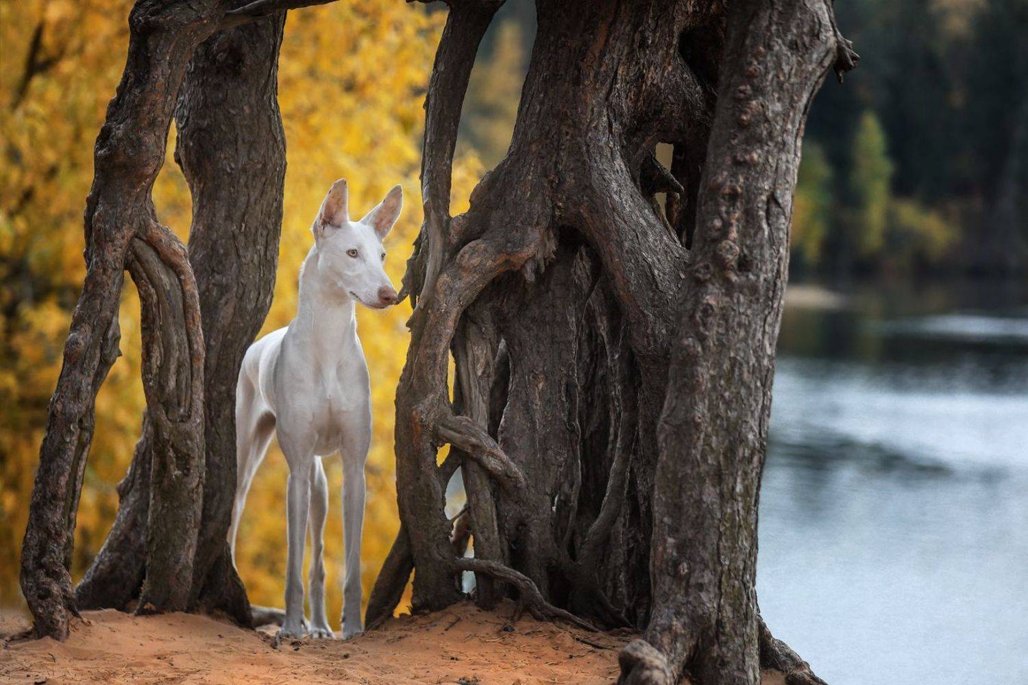 , Андрей Ершов