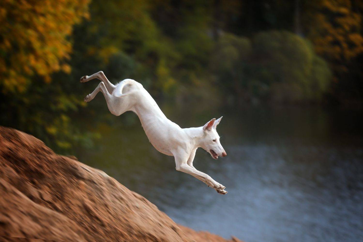 , Андрей Ершов