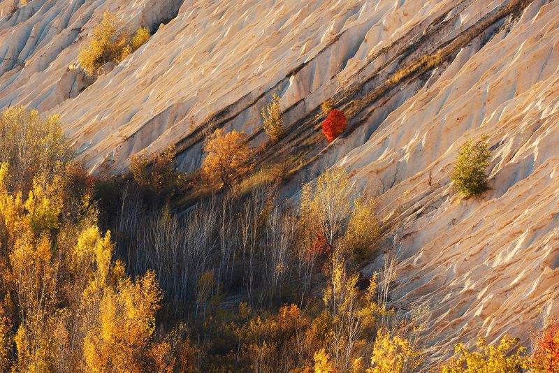 Красный отшельник фото превью