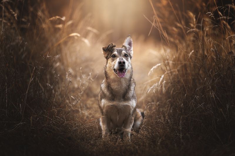 собака, животное Уокер фото превью