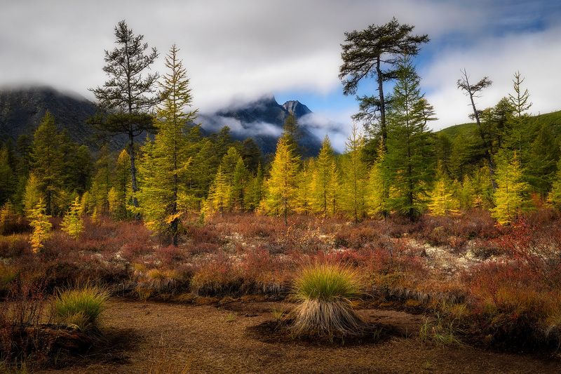 Осеннее болотце фото превью