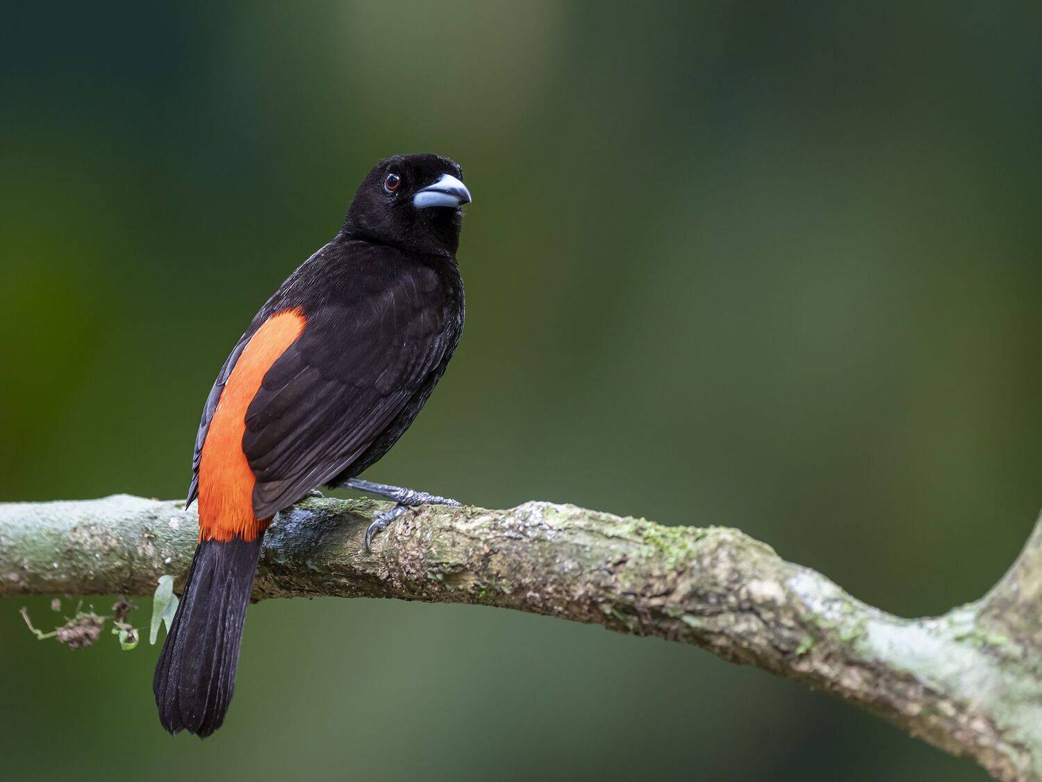 , Fernando Burgalin Sequeira