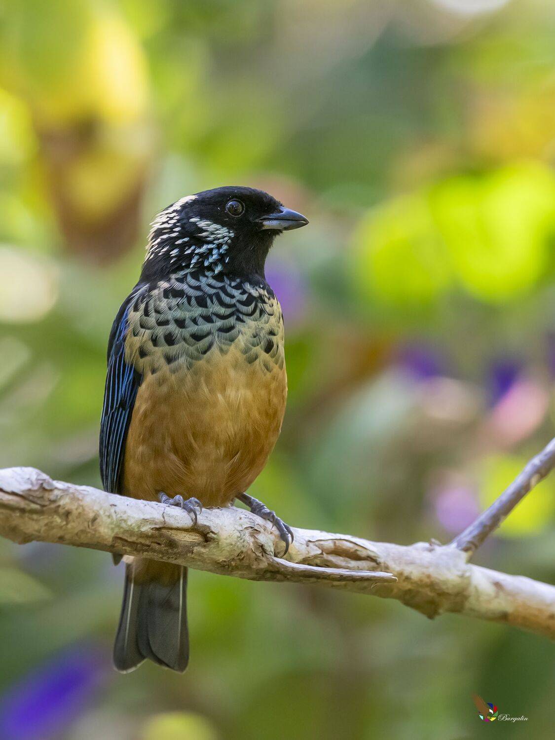 , Fernando Burgalin Sequeira