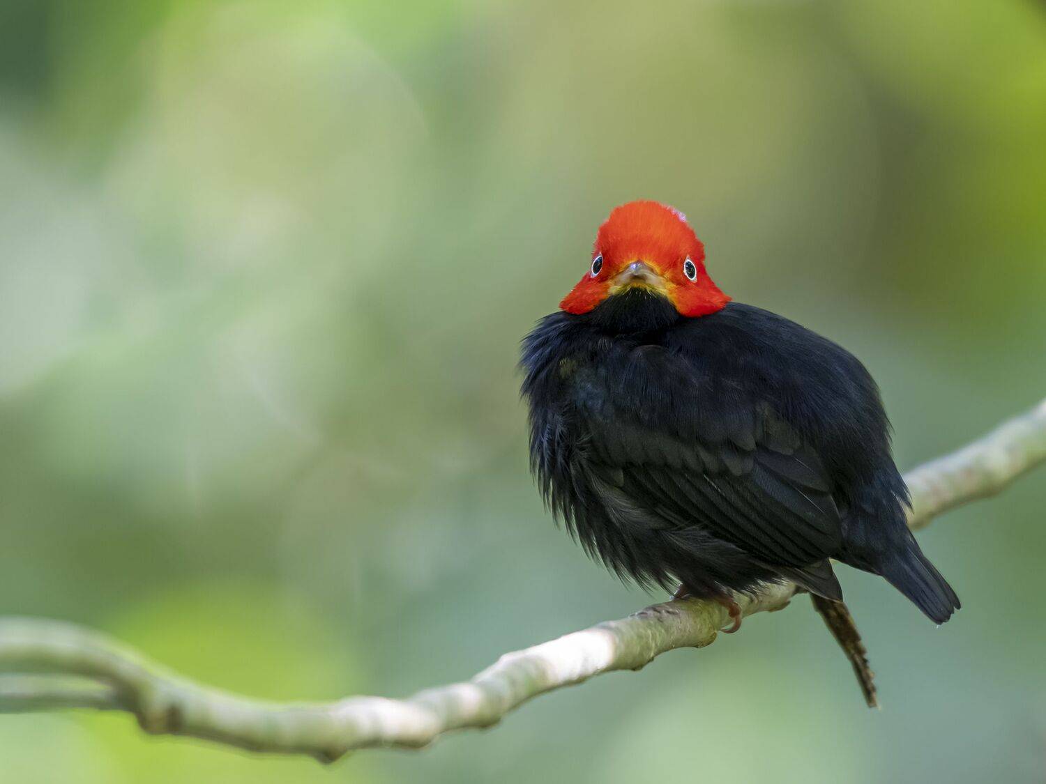 , Fernando Burgalin Sequeira