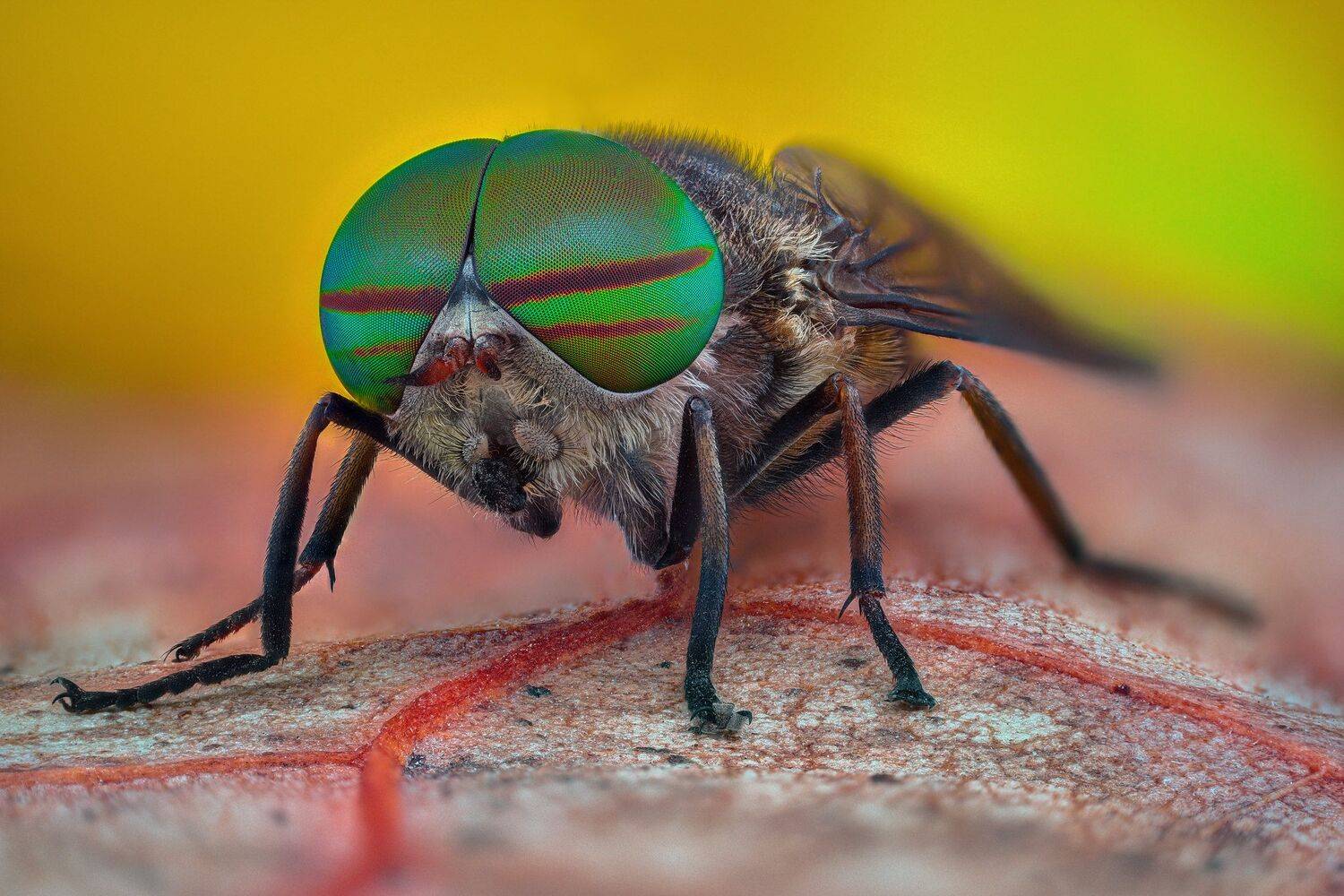 ceclii, nikon d5600,macro,lomo3.7, Tsvetan Ganev