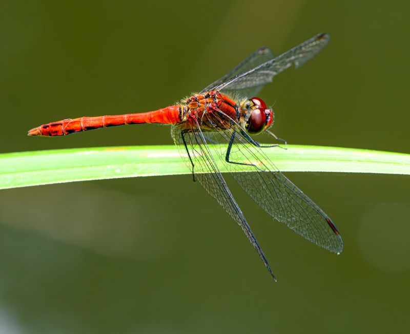 Vagrant darter фото превью