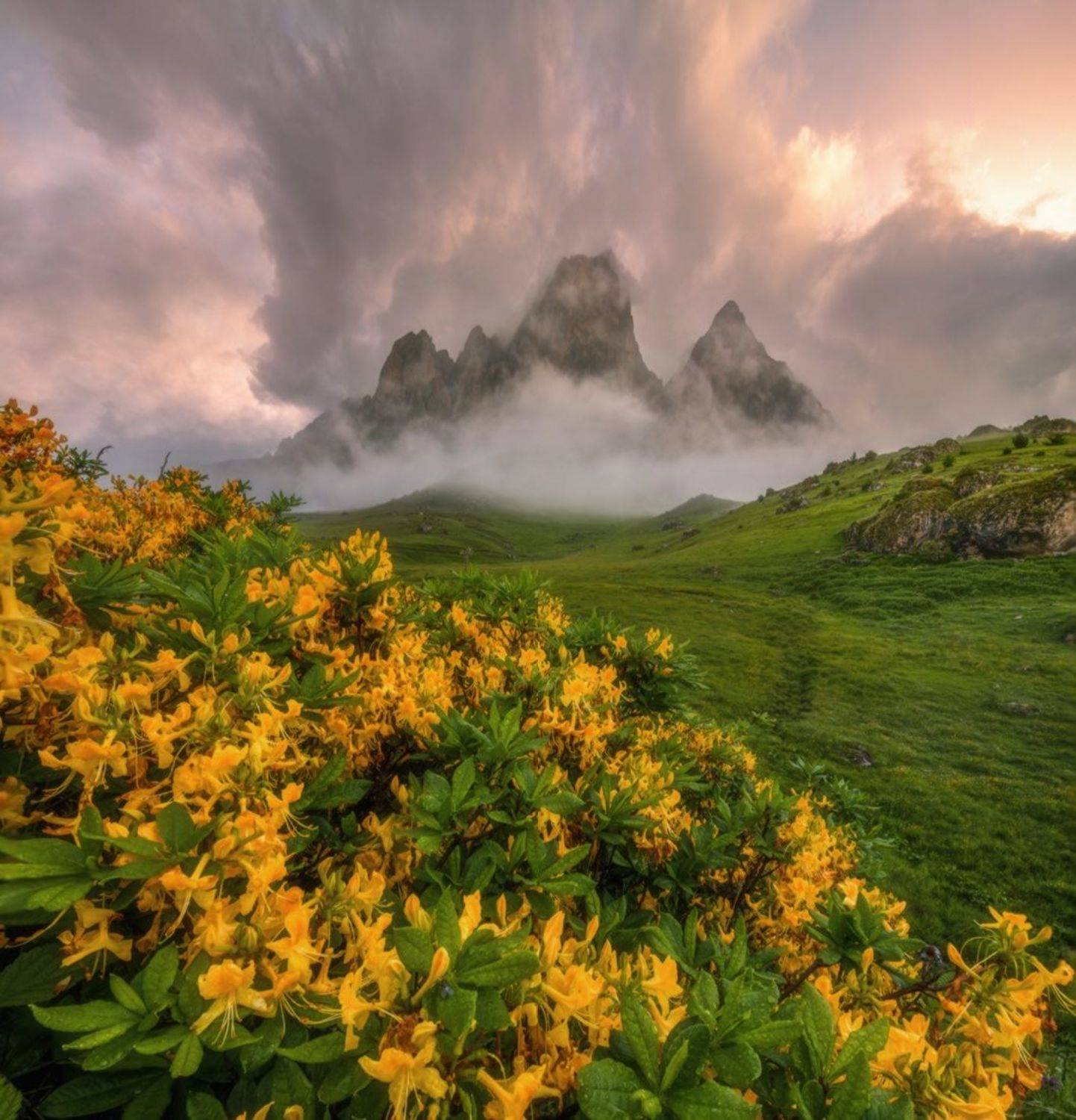 северный кавказ, ингушетия, цей-лоам, азалия, рассвет, июнь, Николай Мысливцев