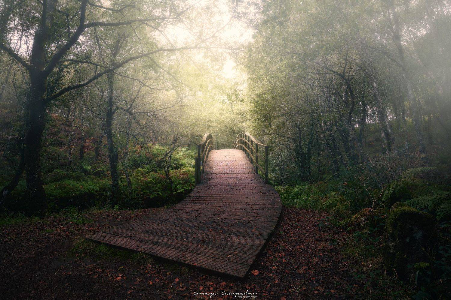 #river #bridge #foggy #wood #humidity #intothewood&nbsp;#autumn #red, SORAYA SAMPEDRO