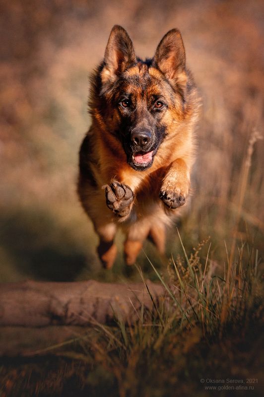 - бегу на обнимашки! фото превью