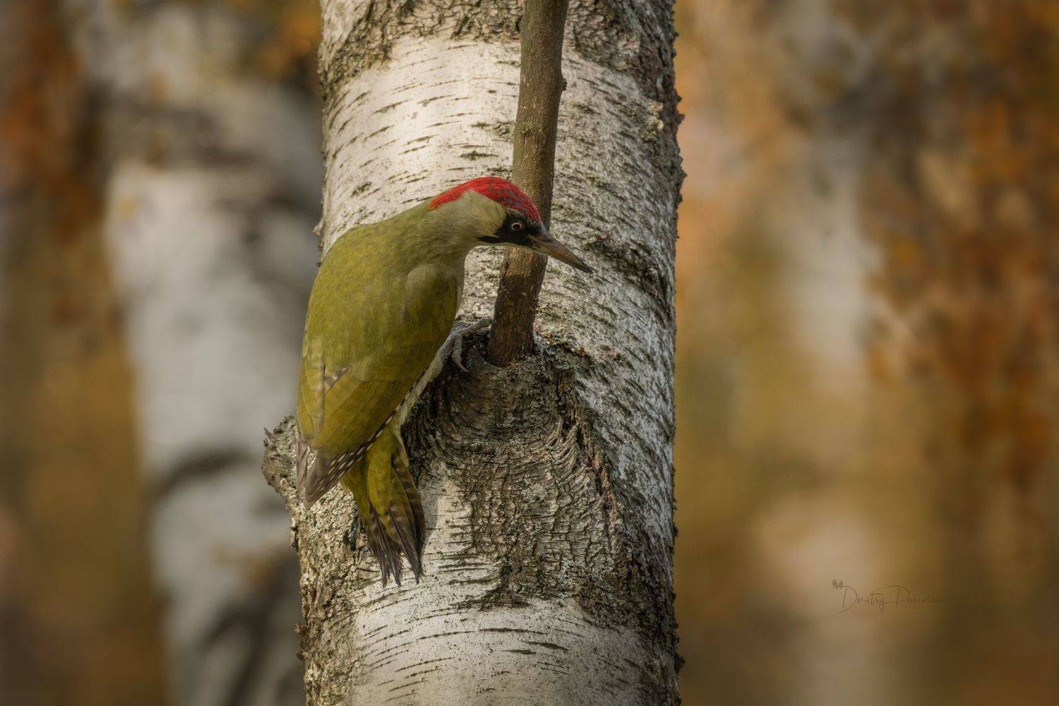 природа, лес, поля, огороды, животные, птицы, макро, Дмитрий Посевич
