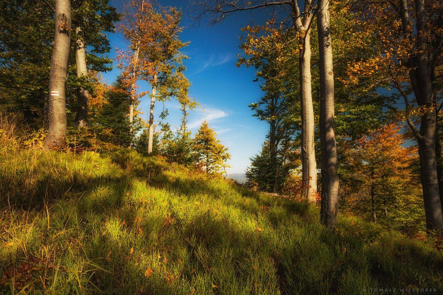 landscape, poland, light, autumn, awesome, amazing, sunrise, sunset, lovely, nature, travel, forest, trees, light, mountains, Tomasz Wieczorek