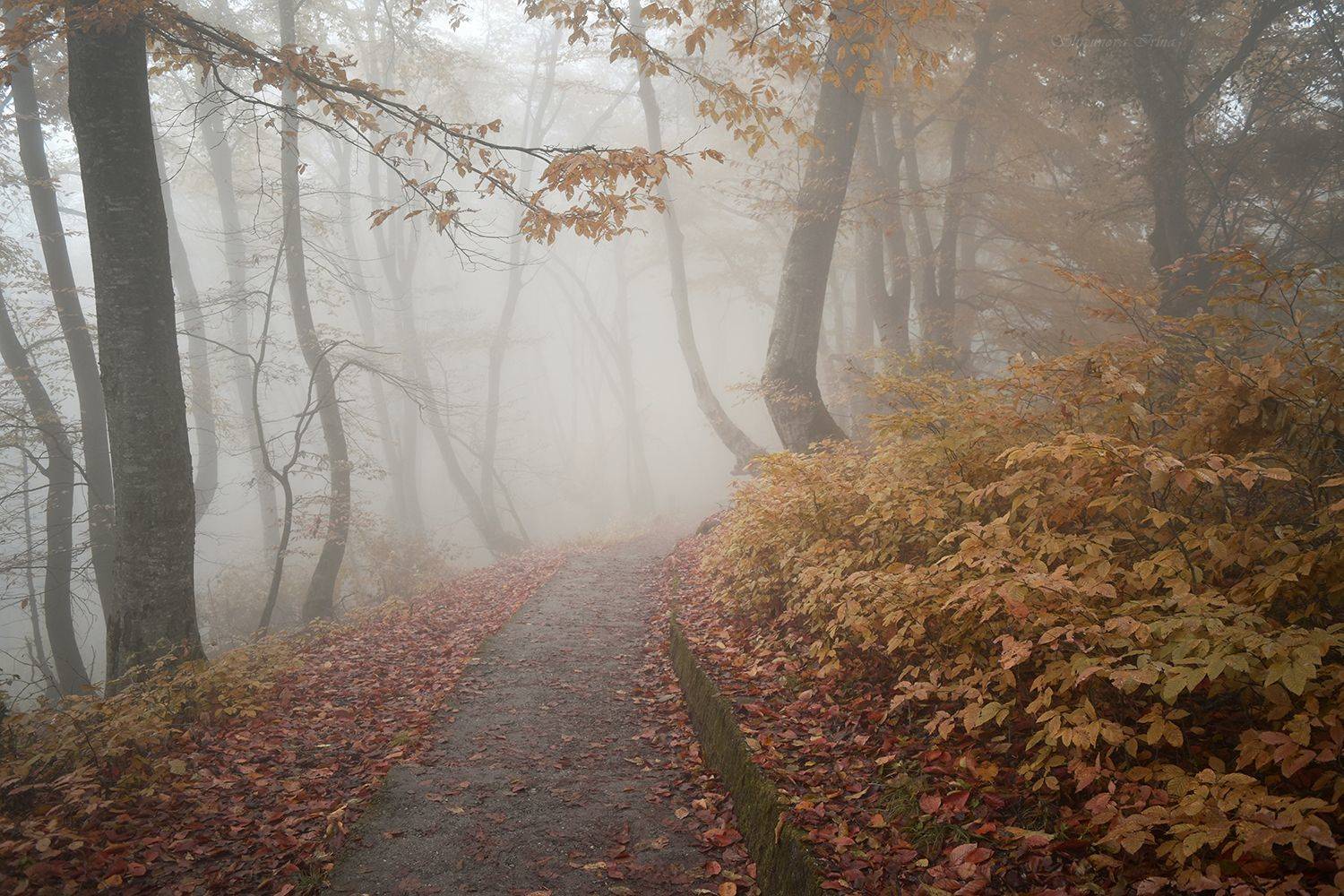 , Шипунова Ирина