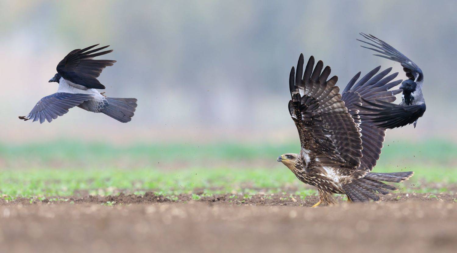 , Евгений Фруман