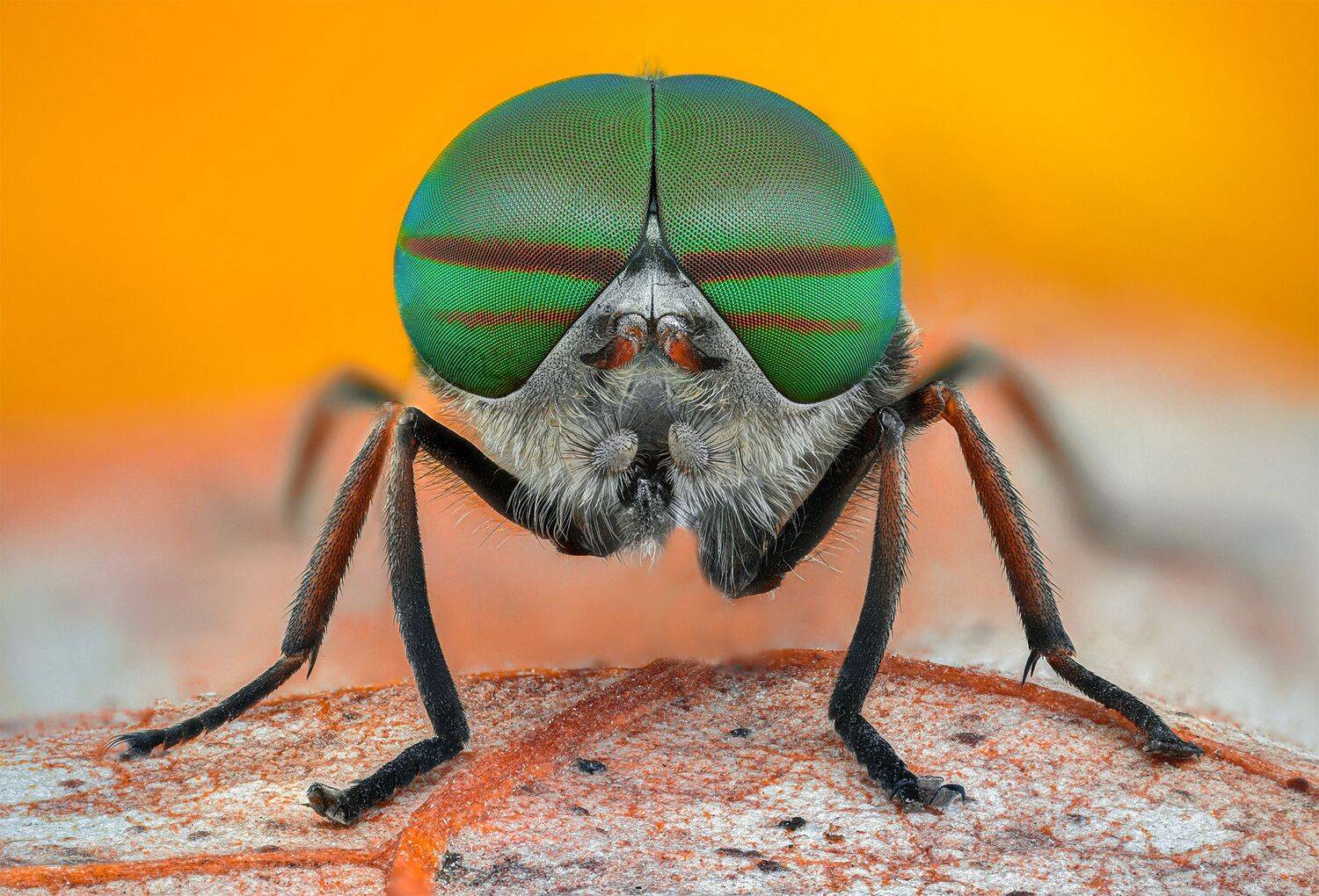 ceclii, nikon d5600,macro,lomo3.7, Tsvetan Ganev