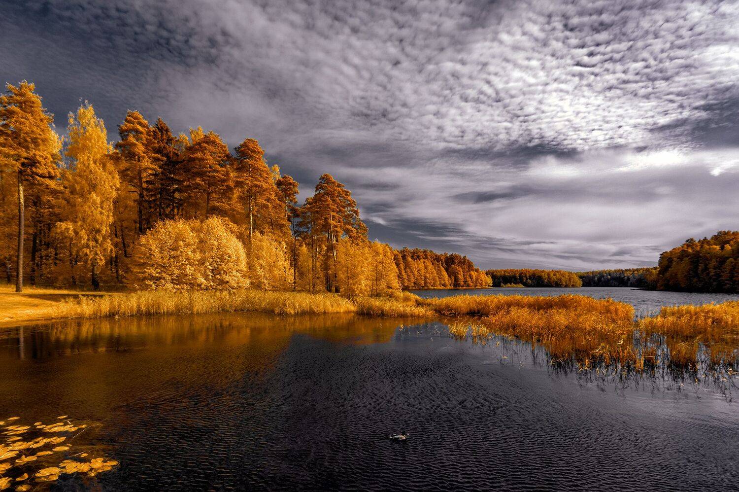 , Sixten ( Сергей )