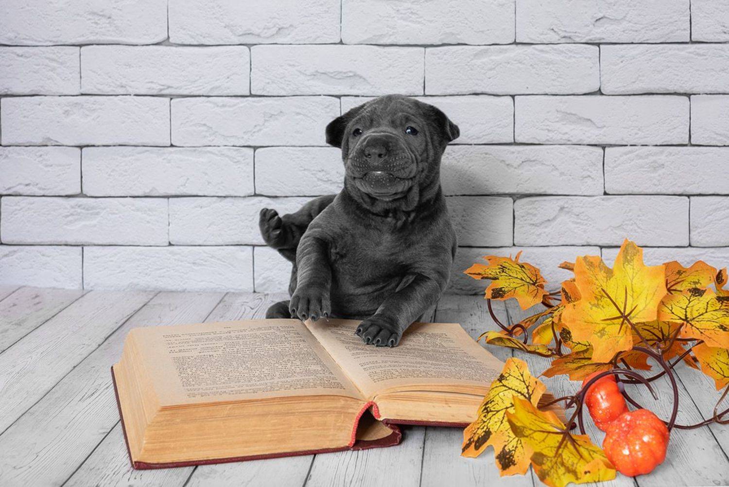 собака, животное, dog, тайский риджбек, щенок, Евгений Крутиков