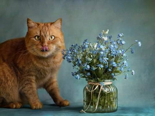 cat and flowers