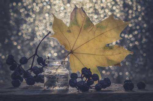 Кленовый листок