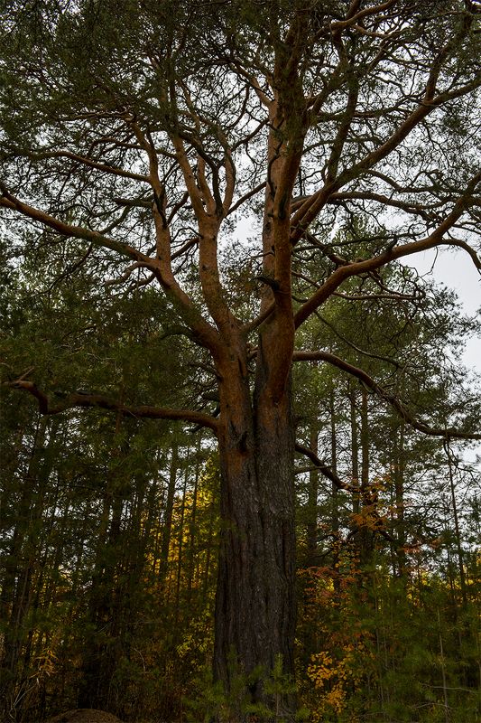 В сосновом бору. фото превью