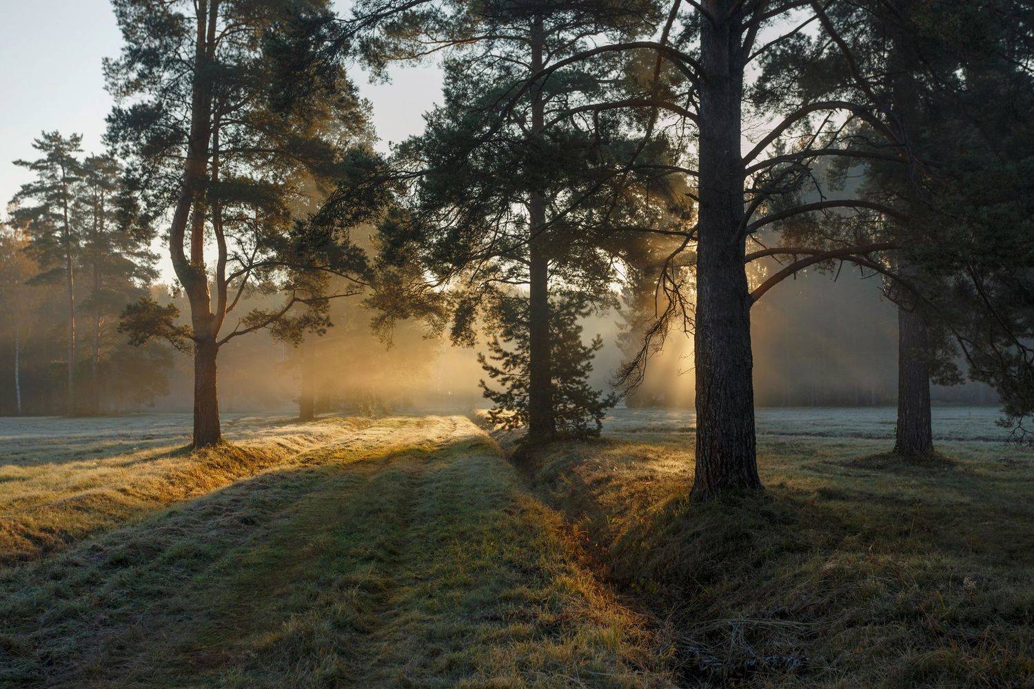 питер, павловск, павловский парк, павловский, пейзаж, nature, природа, foggy, forest, туман, Таня SHE (Aiya)