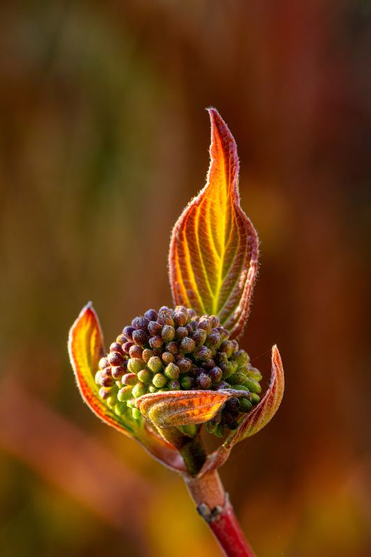 Fire-leaf фото превью