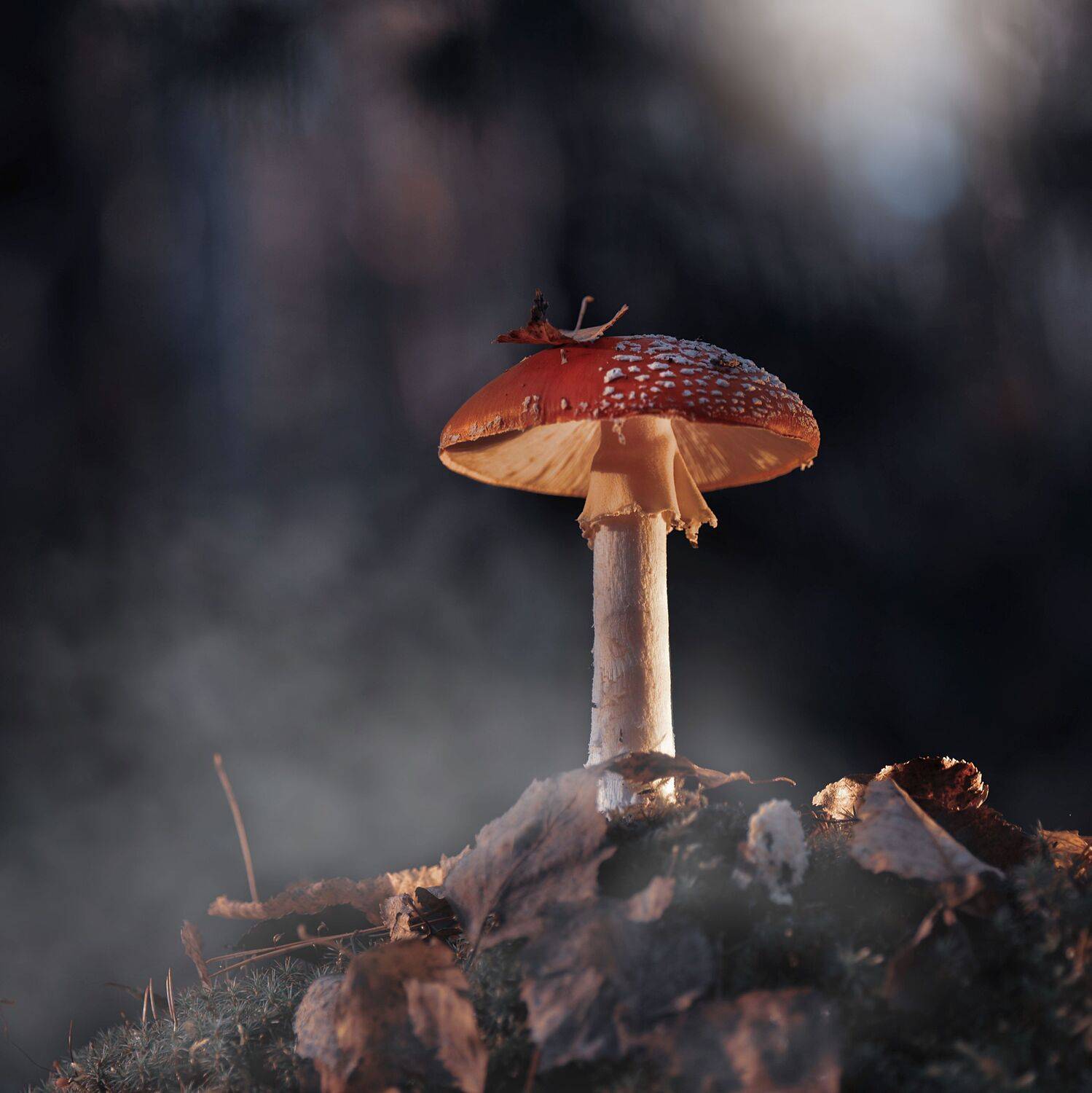 , Лапшина Владлена