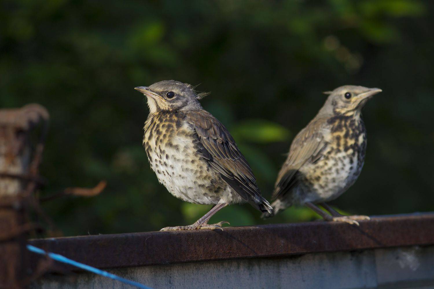 рябинник, лето, птицы, новосибирск, Денис Воронов
