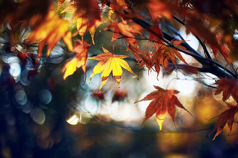 Кленовая осень фото превью