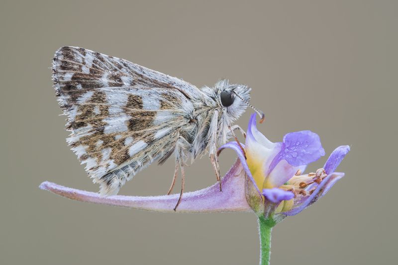 Pyrgus фото превью