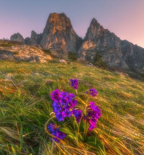 Цветы и скалы горы Цей-Лоам