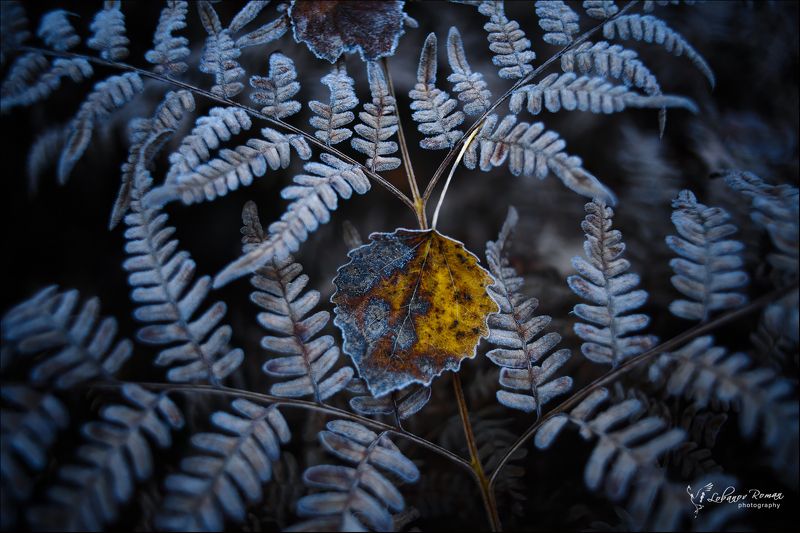 * * * фото превью