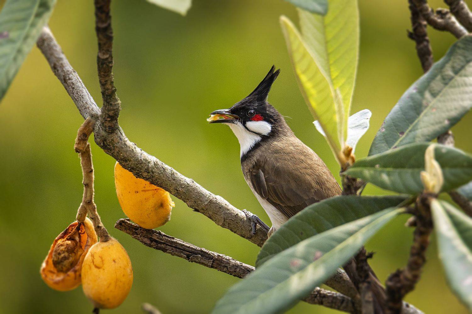 birds, animals, wildlife, red whiskered bulbul, птицы, краснощёкий настоящий бюльбюль, пернатые,, Токарев Олег