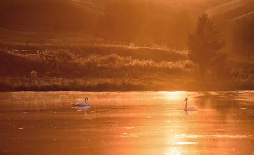 Лебеди на пруду.
