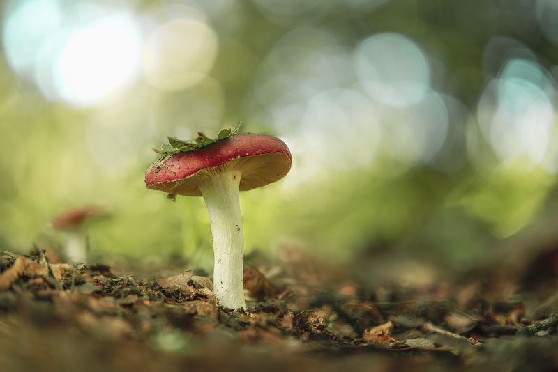 Russula Emetica фото превью