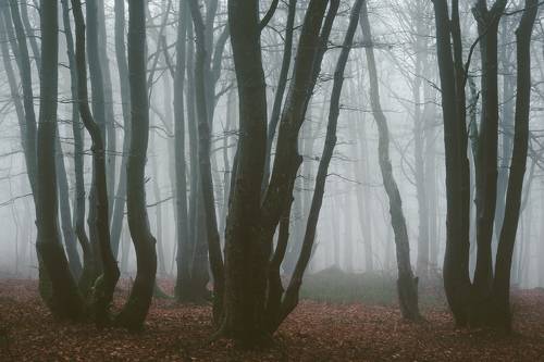 Dark forest
