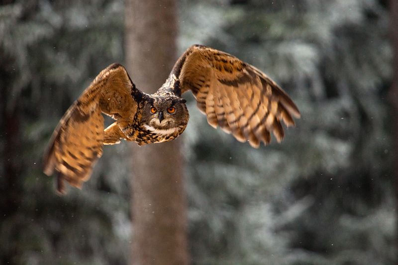 Bubo bubo фото превью