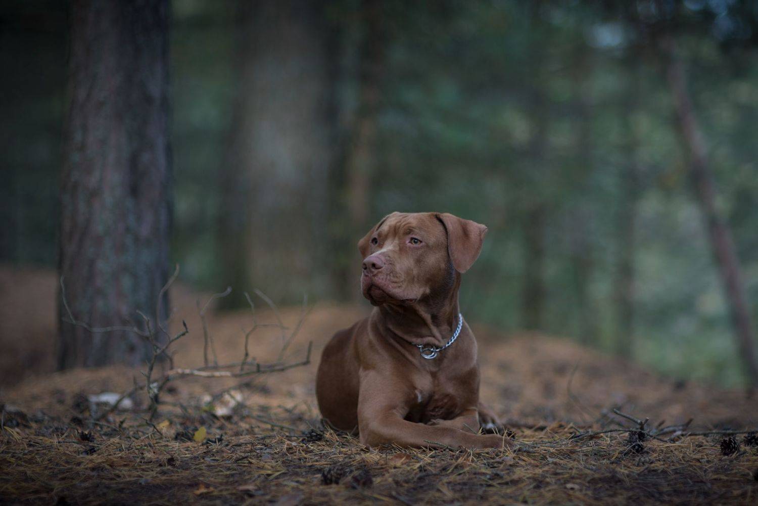 питбультерьер, pitbull, apbt, юта, собаки, собака, Роман Фабричный