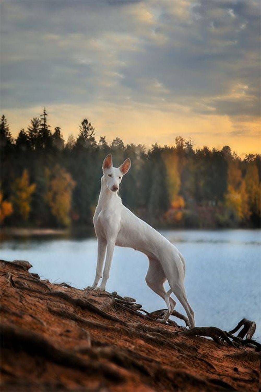 , Андрей Ершов