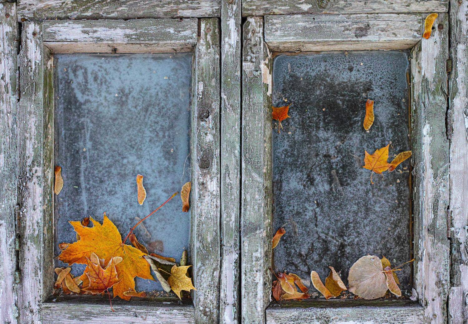 , Лариса Лофицкая