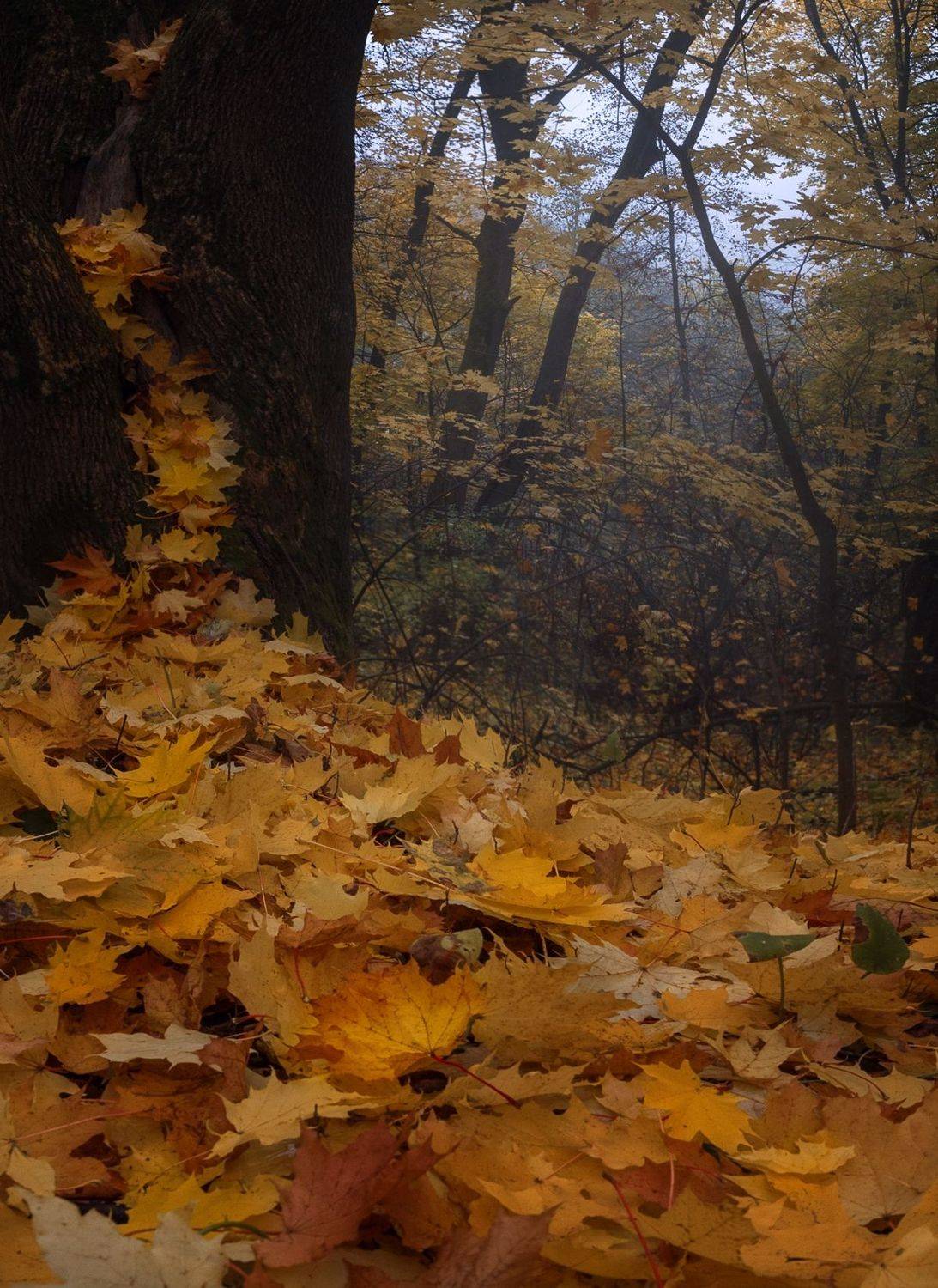лес, свет, утро, природа, Баранов Олег