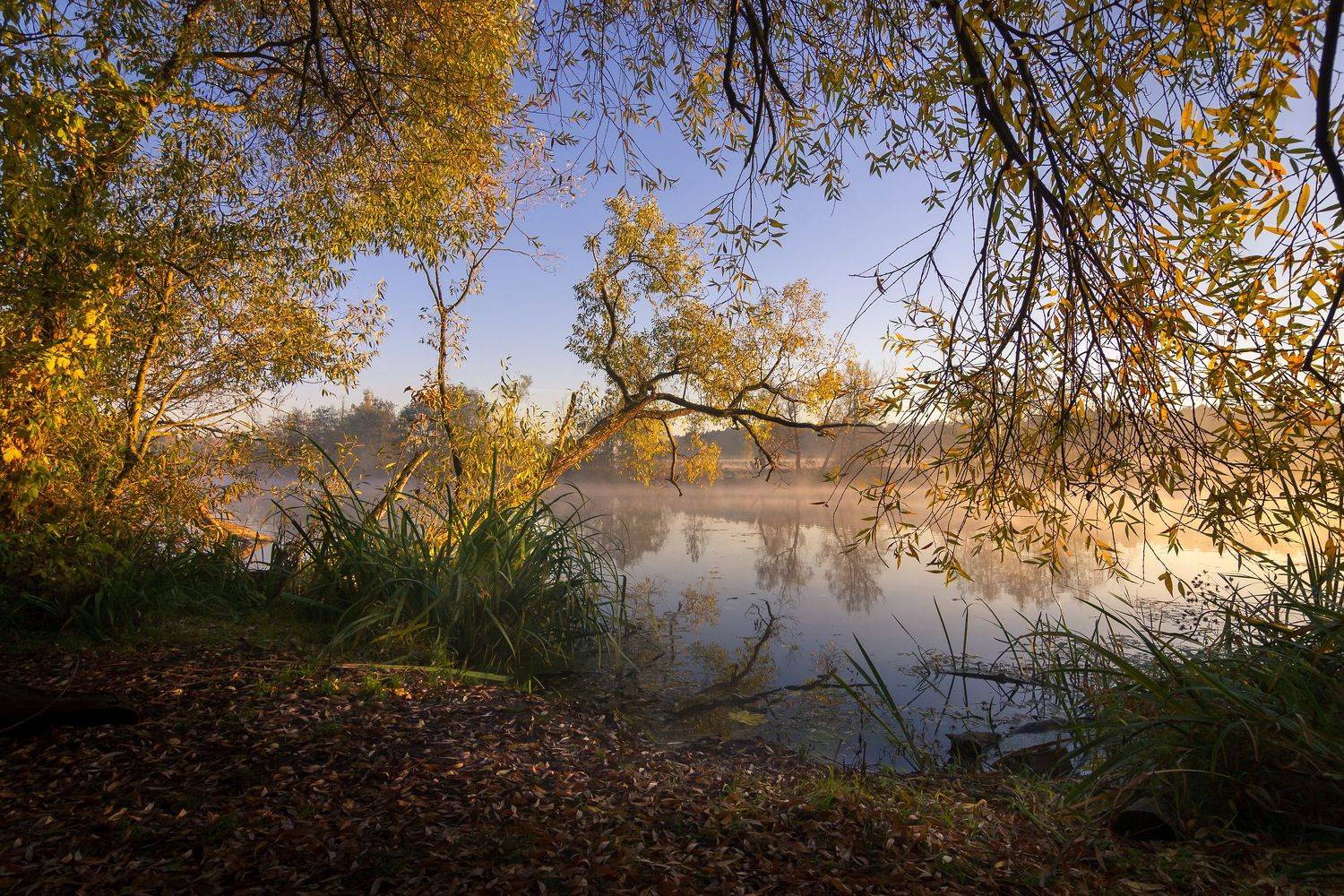 туман, московская область, утро, природа, пейзаж, осень, рассвет, солнце, Александр Кыров